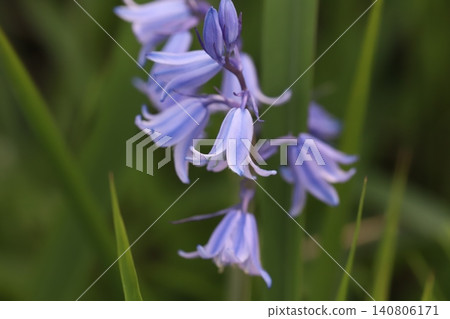 西班牙藍鈴花,花瓣呈淡紫色鐘形,帶有藍色條紋,在春天的花園裡盛開。 西班牙藍鈴花,花瓣呈淡紫色鐘形,帶有藍色條紋,在春天的花園裡盛開。 140806171