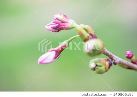 Cherry buds Cherry buds 140806195