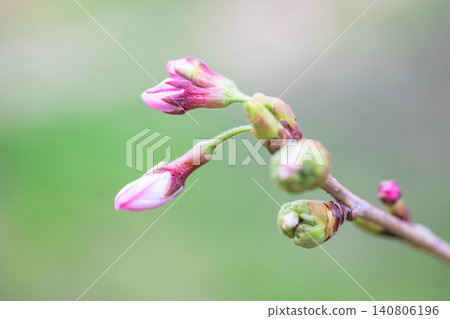 Cherry buds 140806196