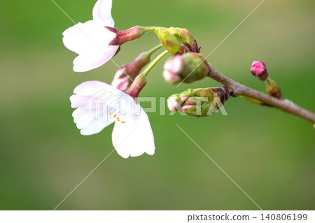 櫻桃芽 櫻桃芽 140806199