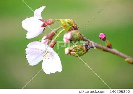 櫻桃芽 櫻桃芽 140806200