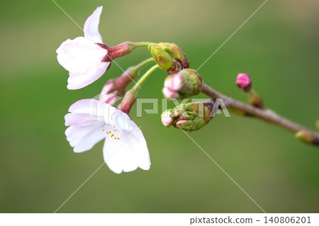 櫻桃芽 櫻桃芽 140806201