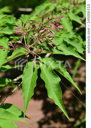 Fraxinus lanuginosa (Oleaceae family), genus Fraxinus Fraxinus lanuginosa (Oleaceae family), genus Fraxinus 140806319