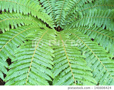 colorful fern plant colorful fern plant 140806424