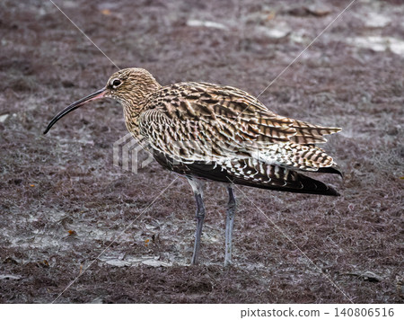A Eurasian curlew stands on dark seaweed-covered ground showing its long curved bill. A Eurasian curlew stands on dark seaweed-covered ground showing its long curved bill. 140806516