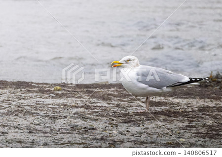 A seagull with white and grey plumage stands on a muddy shore, facing right with its beak slightly open, against a blurred water background. A seagull with white and grey plumage stands on a muddy shore, facing right with its beak slightly open, against a blurred water background. 140806517