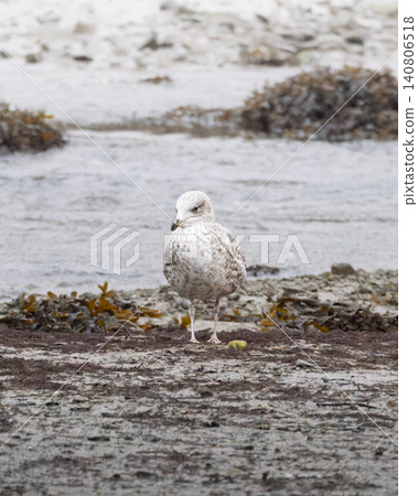 A solitary seagull with white and grey feathers and a yellow beak stands on a debris-covered muddy beach. A solitary seagull with white and grey feathers and a yellow beak stands on a debris-covered muddy beach. 140806518