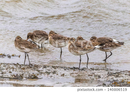 Several sandpipers with long legs and pinkish beaks are positioned on the edge of a body of water. Several sandpipers with long legs and pinkish beaks are positioned on the edge of a body of water. 140806519