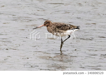 A wading bird stands on one leg in shallow water. A wading bird stands on one leg in shallow water. 140806520