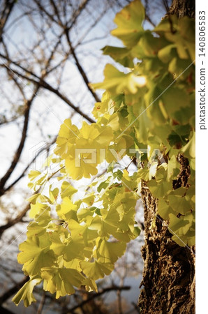 Leaves of ginkgo biloba colored yellow Leaves of ginkgo biloba colored yellow 140806583
