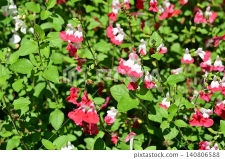 Cherry sage (Lamiaceae family), Salvia genus Cherry sage (Lamiaceae family), Salvia genus 140806588