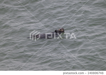 A sea otter drifting in the freezing sea of Hokkaido in winter. A sea otter drifting in the freezing sea of Hokkaido in winter. 140806748
