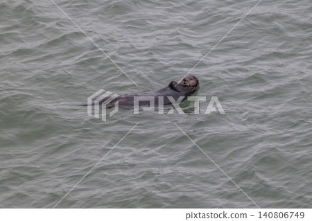 A sea otter drifting in the freezing sea of Hokkaido in winter. A sea otter drifting in the freezing sea of Hokkaido in winter. 140806749