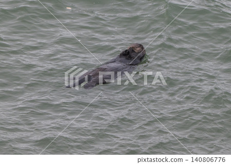 A sea otter drifting in the freezing sea of Hokkaido in winter. A sea otter drifting in the freezing sea of Hokkaido in winter. 140806776
