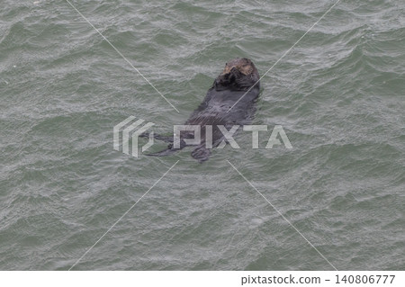 A sea otter drifting in the freezing sea of Hokkaido in winter. A sea otter drifting in the freezing sea of Hokkaido in winter. 140806777