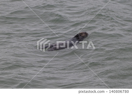 A sea otter drifting in the freezing sea of Hokkaido in winter. A sea otter drifting in the freezing sea of Hokkaido in winter. 140806780