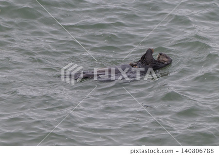 A sea otter drifting in the freezing sea of Hokkaido in winter. A sea otter drifting in the freezing sea of Hokkaido in winter. 140806788