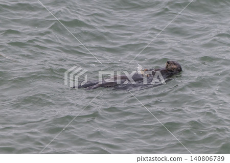 A sea otter drifting in the freezing sea of Hokkaido in winter. A sea otter drifting in the freezing sea of Hokkaido in winter. 140806789