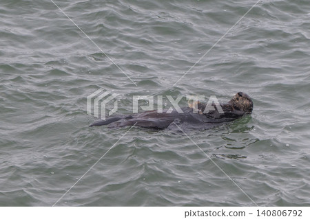 A sea otter drifting in the freezing sea of Hokkaido in winter. A sea otter drifting in the freezing sea of Hokkaido in winter. 140806792