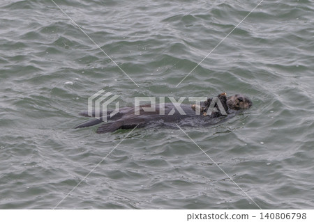 A sea otter drifting in the freezing sea of Hokkaido in winter. A sea otter drifting in the freezing sea of Hokkaido in winter. 140806798