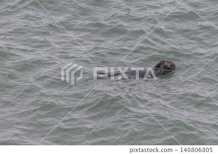 A sea otter drifting in the freezing sea of Hokkaido in winter. A sea otter drifting in the freezing sea of Hokkaido in winter. 140806805