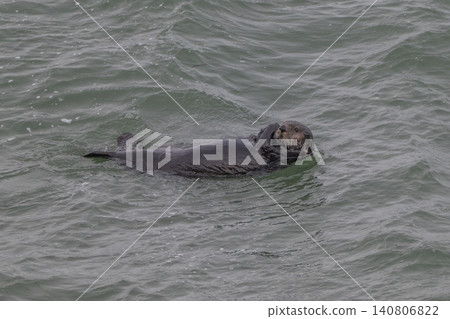 A sea otter drifting in the freezing sea of Hokkaido in winter. A sea otter drifting in the freezing sea of Hokkaido in winter. 140806822