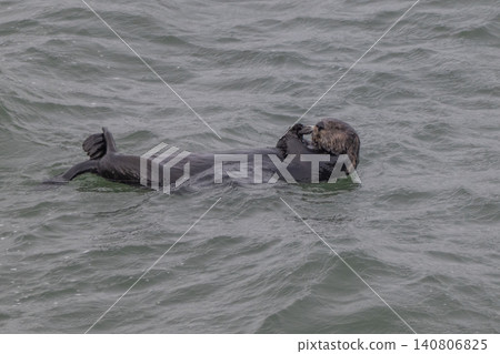 A sea otter drifting in the freezing sea of Hokkaido in winter. A sea otter drifting in the freezing sea of Hokkaido in winter. 140806825