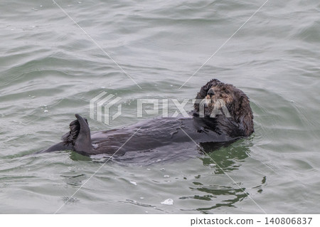 A sea otter drifting in the freezing sea of Hokkaido in winter. A sea otter drifting in the freezing sea of Hokkaido in winter. 140806837