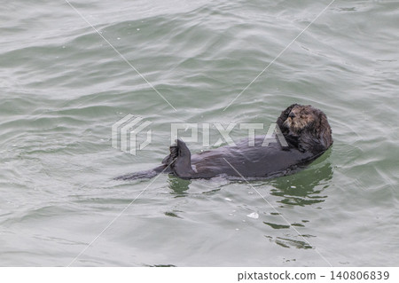 A sea otter drifting in the freezing sea of Hokkaido in winter. A sea otter drifting in the freezing sea of Hokkaido in winter. 140806839