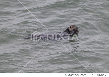 A sea otter drifting in the freezing sea of Hokkaido in winter. A sea otter drifting in the freezing sea of Hokkaido in winter. 140806847