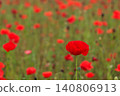 Cute red poppy flowers blooming in a flower field in June Cute red poppy flowers blooming in a flower field in June 140806913