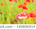 Cute red and white poppy flowers blooming in a June flower field. Cute red and white poppy flowers blooming in a June flower field. 140806914