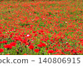 A spectacular field of orange and purple poppies in June. A spectacular field of orange and purple poppies in June. 140806915