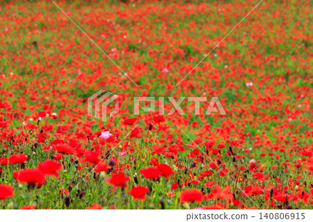 A spectacular field of orange and purple poppies in June. A spectacular field of orange and purple poppies in June. 140806915