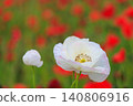 White poppies blooming in a field of red flowers White poppies blooming in a field of red flowers 140806916