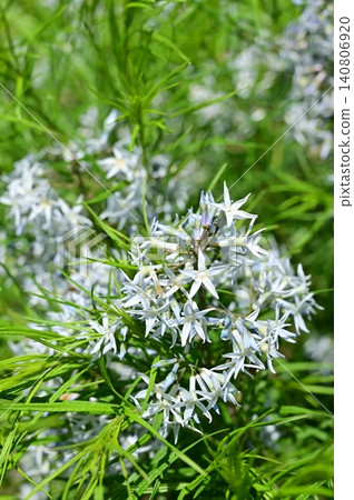 Amsonia hubricktii (Apocynaceae family), Amsonia genus Amsonia hubricktii (Apocynaceae family), Amsonia genus 140806920