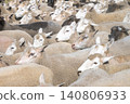 A dense flock of sheep in a pasture 140806933