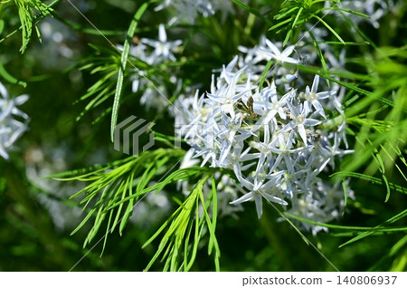 Amsonia hubricktii (Apocynaceae family), Amsonia genus Amsonia hubricktii (Apocynaceae family), Amsonia genus 140806937