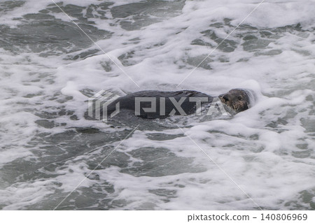 A sea otter drifting in the freezing sea of Hokkaido in winter. A sea otter drifting in the freezing sea of Hokkaido in winter. 140806969