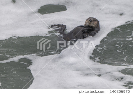 A sea otter drifting in the freezing sea of Hokkaido in winter. A sea otter drifting in the freezing sea of Hokkaido in winter. 140806970