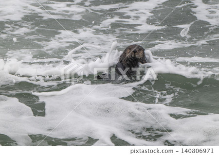 A sea otter drifting in the freezing sea of Hokkaido in winter. A sea otter drifting in the freezing sea of Hokkaido in winter. 140806971
