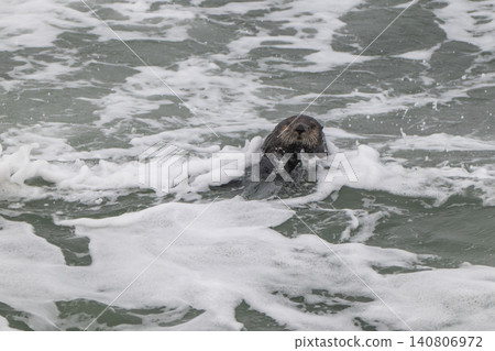 A sea otter drifting in the freezing sea of Hokkaido in winter. A sea otter drifting in the freezing sea of Hokkaido in winter. 140806972