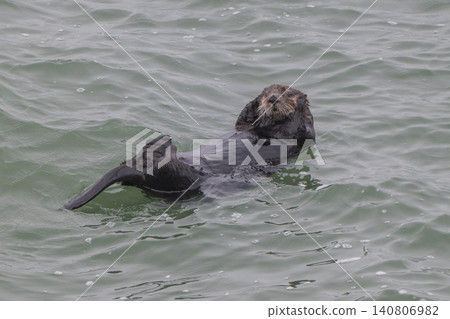 A sea otter drifting in the freezing sea of Hokkaido in winter. A sea otter drifting in the freezing sea of Hokkaido in winter. 140806982