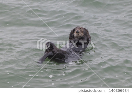 A sea otter drifting in the freezing sea of Hokkaido in winter. A sea otter drifting in the freezing sea of Hokkaido in winter. 140806984