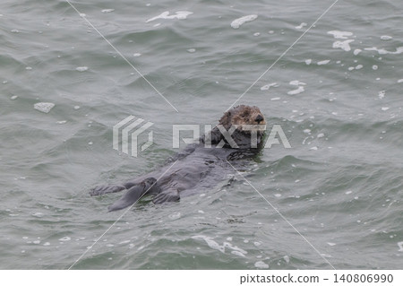 A sea otter drifting in the freezing sea of Hokkaido in winter. A sea otter drifting in the freezing sea of Hokkaido in winter. 140806990