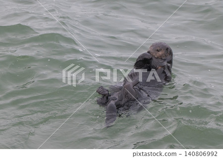 A sea otter drifting in the freezing sea of Hokkaido in winter. 140806992