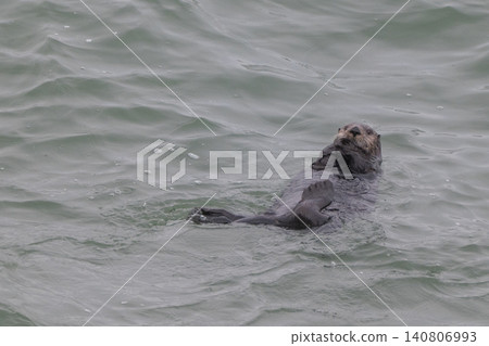 A sea otter drifting in the freezing sea of Hokkaido in winter. A sea otter drifting in the freezing sea of Hokkaido in winter. 140806993