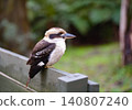 一隻野生笑翠鳥棲息在柵欄上。 140807240