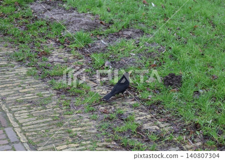Blackbirds in the windmill village of Zaanse Schans [Amsterdam, Netherlands] 140807304