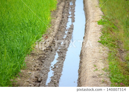 A bird watching the irrigation channels in the rice paddies. A bird watching the irrigation channels in the rice paddies. 140807314